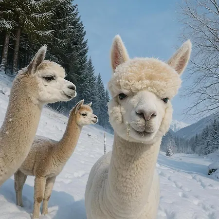 Appartement Haus Gipfelblick *